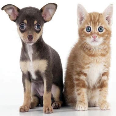 After Office Hours Pussy Pussy Porn XHamster