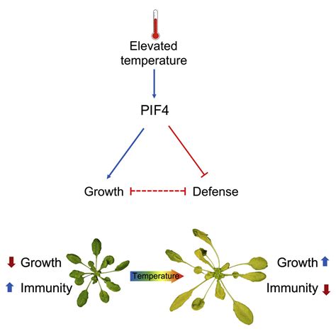 Pif Coordinates Thermosensory Growth And Immunity In Arabidopsis