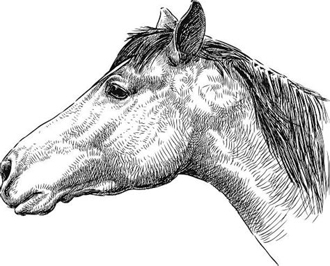 Horse Head Profile Drawing Stock Photos, Pictures & Royalty-Free Images ...