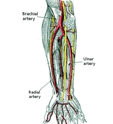 Anatomy Shoulder And Upper Limb Arm Structure And Function Statpearls Ncbi Bookshelf