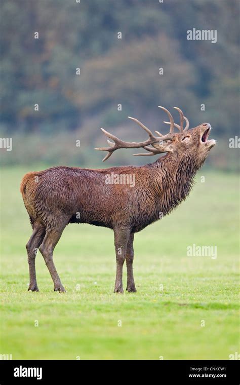 Red Deer Cervus Elaphus Stag Roaring During Rutting Season