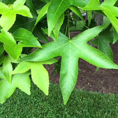 Sweet Gum Tree Leaves Stock Photo - Download Image Now - iStock