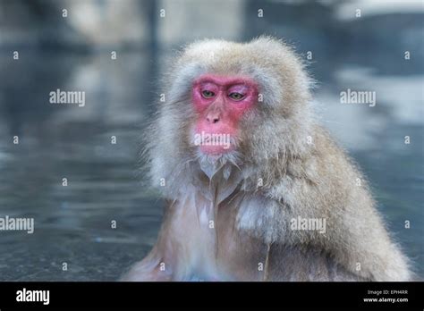 Snow Monkey Or Japanese Macaque In Hot Spring Onsen Stock Photo Alamy