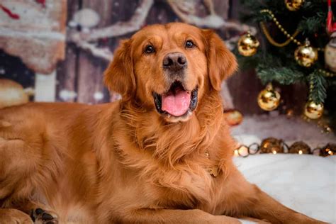 Guida Alla Toelettatura Del Golden Retriever Consigli Per Un Pelo