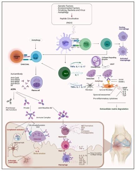 Cells Free Full Text Recent Advances In Understanding The