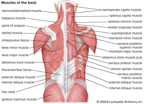 Back Muscle Diagram Quizlet