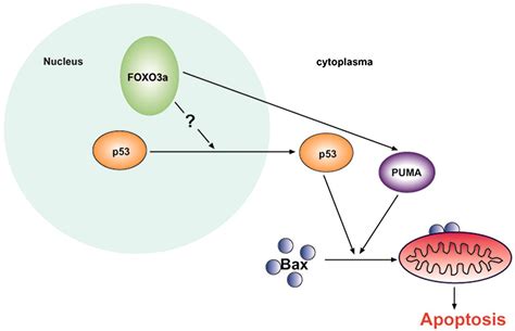 Regulation Of Transactivation Independent Proapoptotic Activity Of P