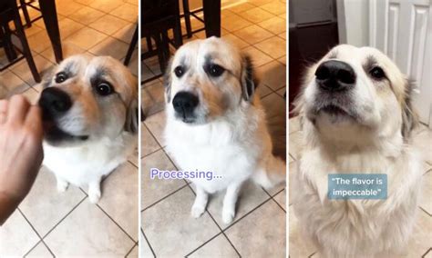 Video Adorable Dog Has Hilarious Reactions To The Food That She Really