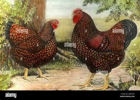 Golden Laced Wyandottes Chickens Ca 1920 Stock Photo Alamy