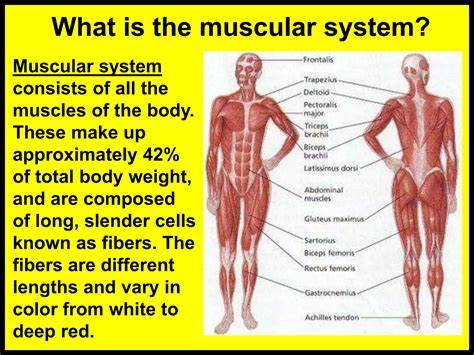 175 Anatomy And Physiology Muscular Systempptx