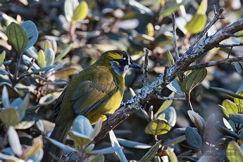 Yellow Eared Bulbul Pycnonotus Penicillatus