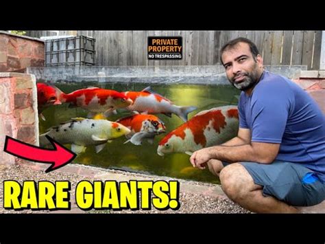 Man Builds RARE GIANT JUMBO KOI FISH Pond In Private Residential Area