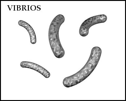 Vibrio Bacteria Shape