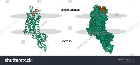 20 Endothelin Receptor Images Stock Photos And Vectors Shutterstock