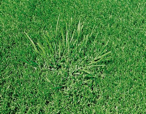 Tall Fescue Grass In Florida At William Farrar Blog