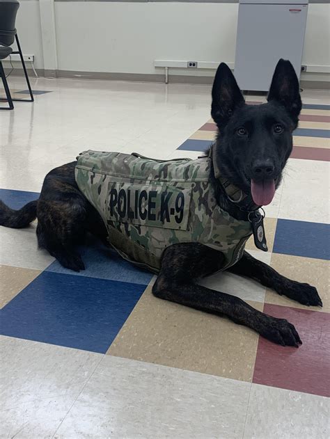 New Castle Police Departments K9 Frankie Has Received Donation Of Body