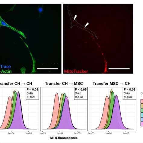 Transfer Of Mitochondria Between Chondrocytes Ch And Mesenchymal