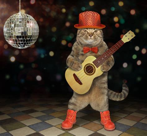 Cat Playing Guitar Stock Photos, Pictures & Royalty-Free Images - iStock