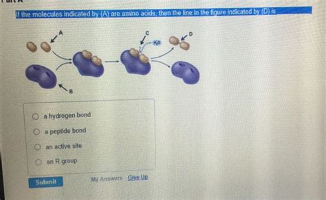 Solved If The Molecules Indicated By A Are Amino Acids Chegg