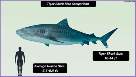 Tiger Shark Size: How Big Are They Compared To Others?