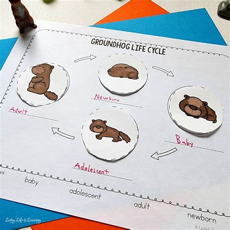 Groundhog Life Cycle Worksheet