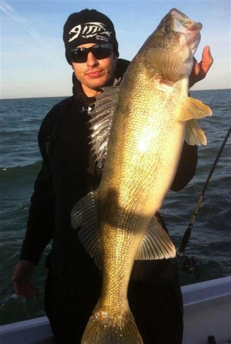 Walleye habits on Lake Erie