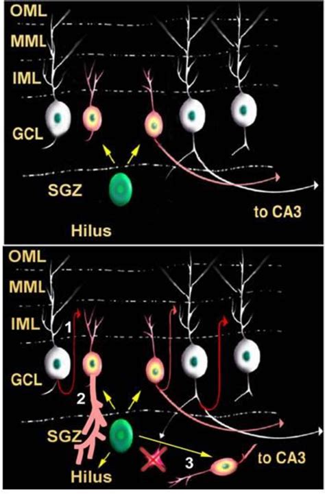 Figure 11 From Regulation Of Postnatal Dentate Gyrus Neurogenesis And