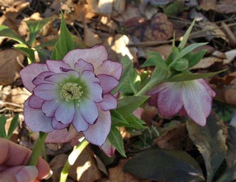 Hellebores: Plant Care and Collection of Varieties - Garden.org