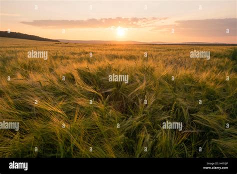 Field Of Tall Grass At Sunset Stock Photo Alamy