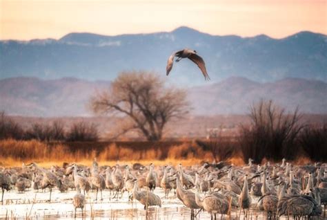 Guide to Birds of New Mexico