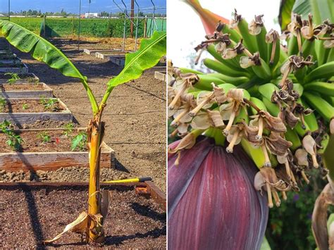 banana varieties  grow   home garden complete gardening
