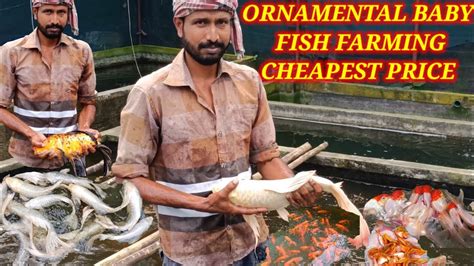 Ornamental Baby Fish Farming Aquarium Fish Farming At Home Milky Koi