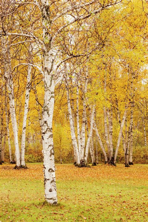 Fall Birch Trees