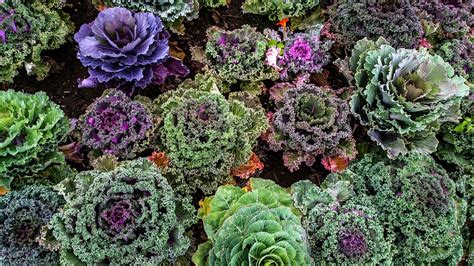 Comment se débarrasser des limaces dans mon potager Exploration nature