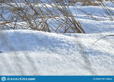 Colagem De Erva Seca Coberta De Neve No Inverno Plantas Selvagens