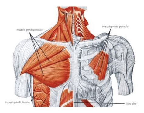 Muscoli Del Torace