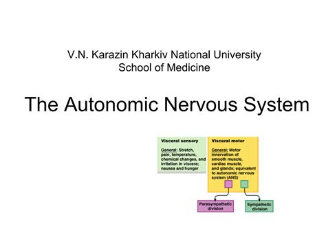 Solution The Autonomic Nervous System Physiology Studypool