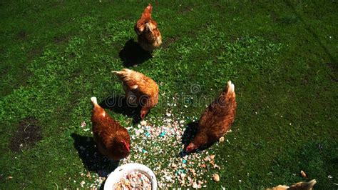 Brown Domestic Chickens And A Rooster Eat Food On The Green Spring Grass Stock Image Image Of