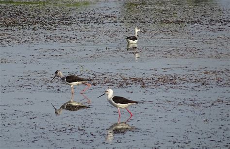 Bird Black-Winged Stilt Common - Free photo on Pixabay - Pixabay