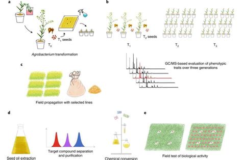 A New Way To Produce Pheromones As A Crop Pest Repellent