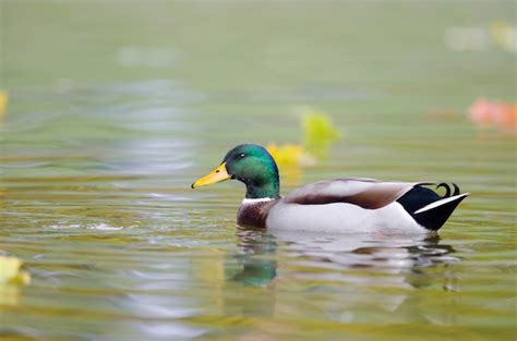 Mise Au Point Sélective Dun Canard Colvert Dans Leau Photo Gratuite