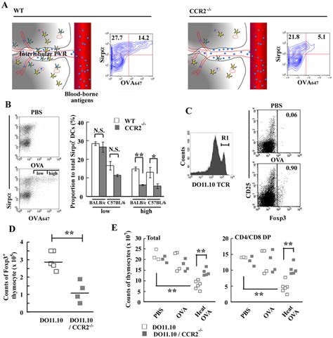 Mice Deficient In CCR2 Gene Exhibited Reduced Treg Differentiation And