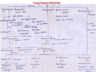 Classificatio Of Fungi Alexopoulos And Mims New PPT