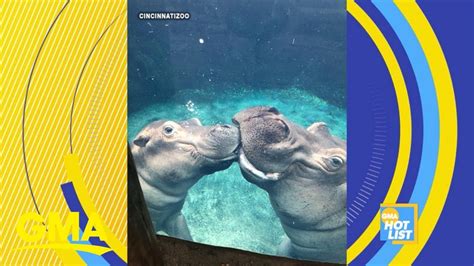 ‘gma Hot List Fiona The Hippo Celebrates Her 3rd Birthday Youtube