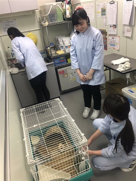 大阪ペピイ動物看護専門学校 On Twitter 今日は一年生の飼育姿を〜🐶🐰🐱 先輩に教えてもらって、 猫舎と鳥舎と掃除をやってました