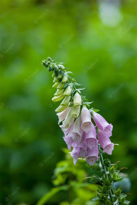 Premium Photo Closeup Of Vibrant Purple Or Pink Foxglove Flowers