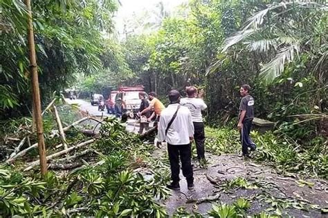 Diterpa Angin Kencang Pohon Wani Tua Tumbang Tutup Jalan Radar Bali