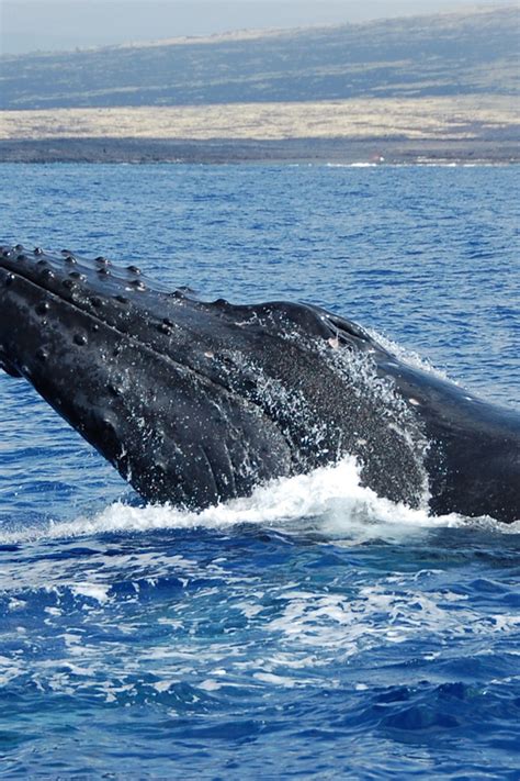 Kailua Kona Whale Watching Cruise On The Big Island Getyourguide