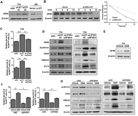 The Stabilized Nf90 By The Reduced Lncrna Let Is Required For Cancer