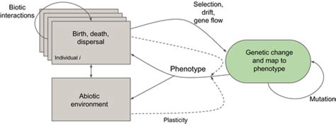 Eco‐evolutionary Feedbacks—theoretical Models And Perspectives